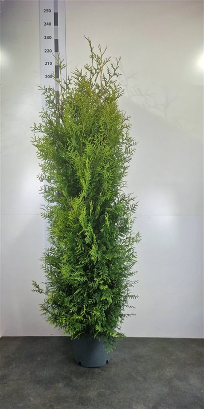 Thuja occ. 'Brabant' - C20 200-225 CM